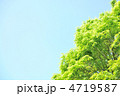 新緑