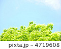新緑