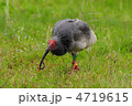 トキ