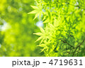 新緑