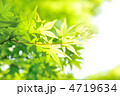 新緑
