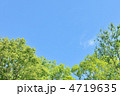 新緑