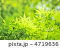 新緑