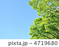 新緑