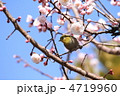 小菅東スポーツ公園のメジロと淡いピンク色の梅の花