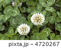 シロツメ草の花