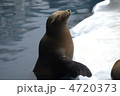 カリフォルニアアシカ
