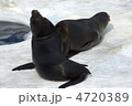 カリフォルニアアシカ
