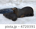 カリフォルニアアシカ