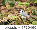 ゴジュウカラ