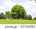 公園の大きな木