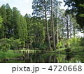 新緑の湧水池