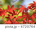 千染紅葉