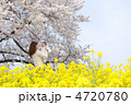 春　おやこ時間