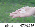 てのひらの桜