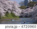 桜が満開の千鳥ヶ淵