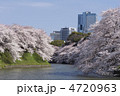 桜が満開の千鳥ヶ淵