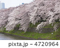 桜が満開の千鳥ヶ淵
