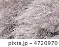 千鳥ヶ淵の桜