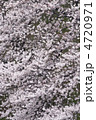 千鳥ヶ淵の桜
