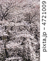 千鳥ヶ淵の桜