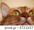 仰ぎ見るネコ