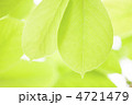 新緑の葉