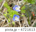 青色の花オオイヌノフグリ 青色の花オオイヌノフグリ