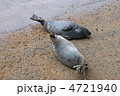 ゴマフアザラシ