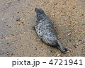 ゴマフアザラシ