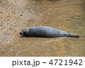ゴマフアザラシ