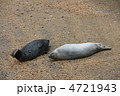 ゴマフアザラシ