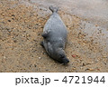 ゴマフアザラシ