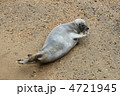 ゴマフアザラシ