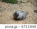 ゴマフアザラシ