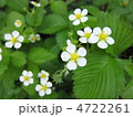 ワイルドストロベリーの花