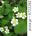 ワイルドストロベリーの花