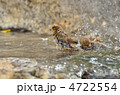スズメの水浴