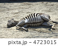 シマウマ