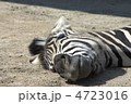 シマウマ