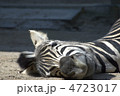 シマウマ