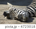 シマウマ
