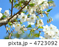 桜　オオシマザクラ