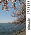 琵琶湖、海津大崎の桜。日本のさくら名所１００選。