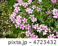 芝桜