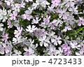 芝桜