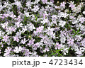 芝桜