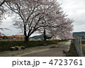 桜　
