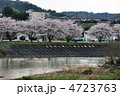 桜　