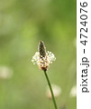 ヘラオオバコの花穂